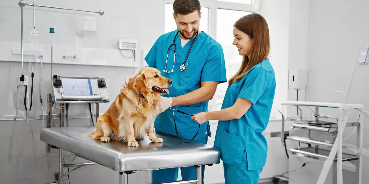 Veterinary SEO strategy for pet clinics by Stethon.